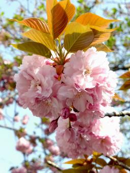 花びらがふさふさな八重桜・拡大 花びらがふさふさな八重桜・拡大 サクラ,八重桜,花の写真素材