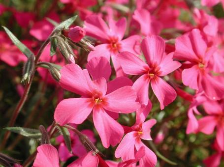シバザクラ・芝桜 マクロ シバザクラ・芝桜 マクロ シバザクラ,花,5弁花の写真素材