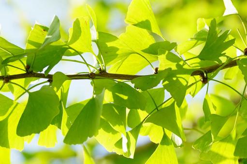 イチョウの花 イチョウ,樹木,裸子植物の写真素材