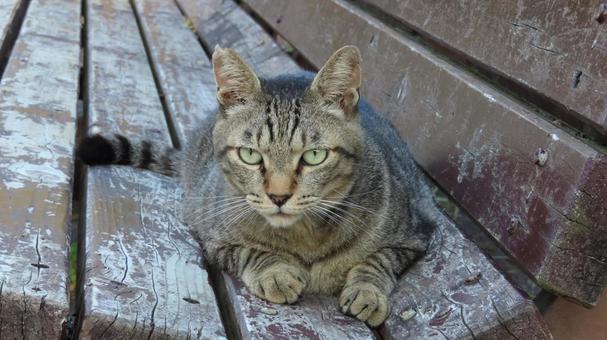 猫様が寛ぐためにあるようなベンチ 猫,キジトラ,寝そべるの写真素材