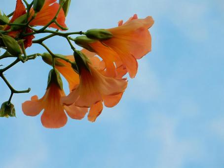 【花の写真】ノウゼンカズラ(凌霄花) 【花の写真】ノウゼンカズラ(凌霄花)の写真