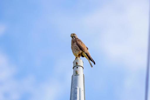 Photo, grey-faced buzzard, difference, thorn feather, 