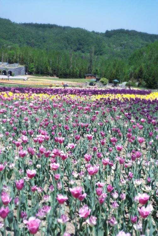 滝野すずらん丘陵公園のチューリップ畑 チューリップ,滝野すずらん,観光名所の写真素材