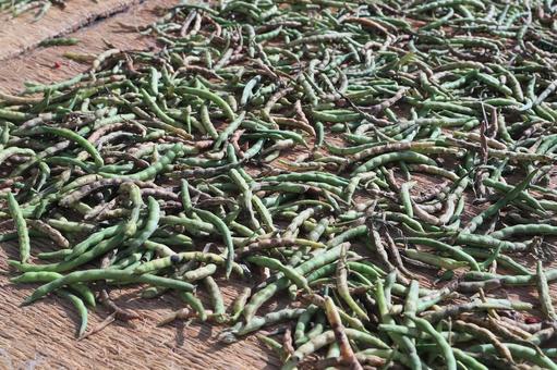 小豆（緑の鞘）　乾燥作業 小豆,大納言,乾燥の写真素材