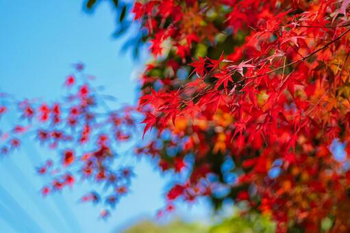 青空と紅葉 宮島,広島県,秋の写真素材