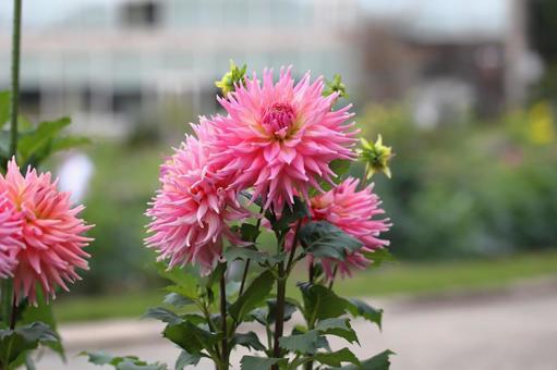 ピンクのダリアの花 ダリア,美粧,ピンクの写真素材