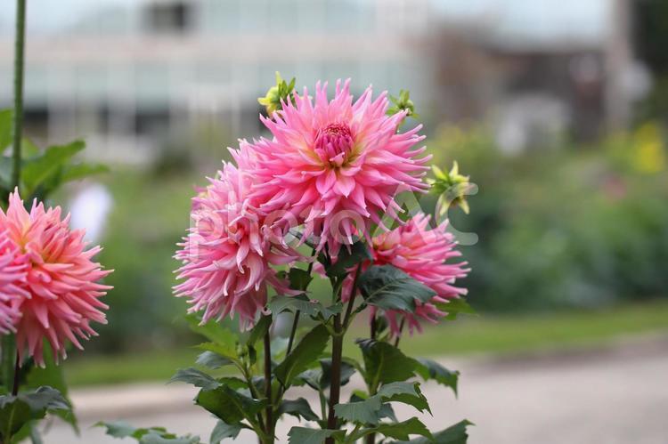 ピンクのダリアの花 - No: 33789326｜写真素材なら「写真AC」無料（フリー…
