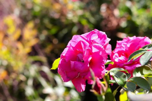 春秋に咲くバラの花(東京競馬場バラ園)6 春秋に咲くバラの花(東京競馬場バラ園)6 バラ,花,春の写真素材