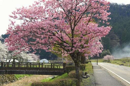 道路沿いのハナモモ 道路沿いのハナモモ 花桃,ハナモモ,風景の写真素材