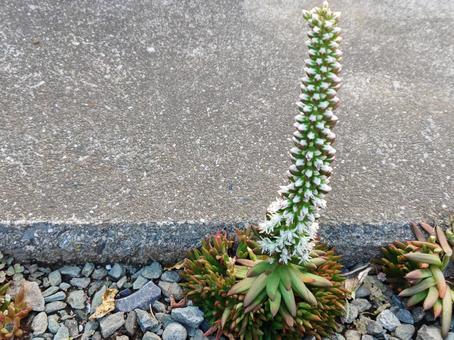 ツメレンゲ 秋,可愛い,小花の写真素材