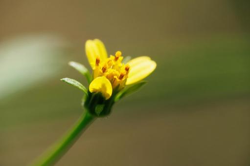 太陽の光を浴びて輝くコバノセンダン草の写真