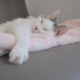 猫 猫 猫,cat,イエネコの写真素材