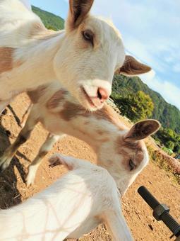 子ヤギ 子ヤギ 可愛い,動物,ヤギの写真素材