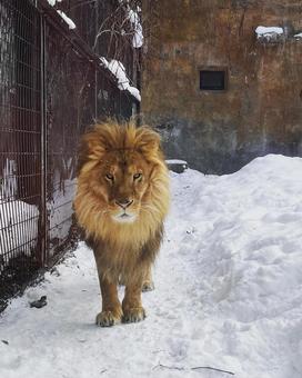 ライオン ライオンの写真