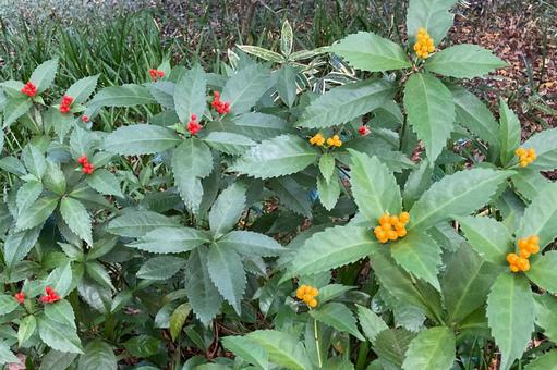 センリョウの実 センリョウ,千両,仙蓼の写真素材