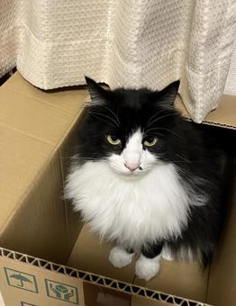 箱入り猫 猫,箱入り,箱の写真素材