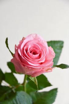 ピンクのばら ピンクのばらの写真