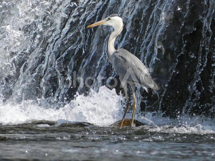 魚を呑み込んだアオサギ 鳥,野鳥,アオサギの写真素材