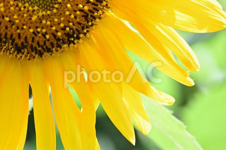 日差しを受けたヒマワリのクローズアップ４ ひまわり,向日葵,花の写真素材