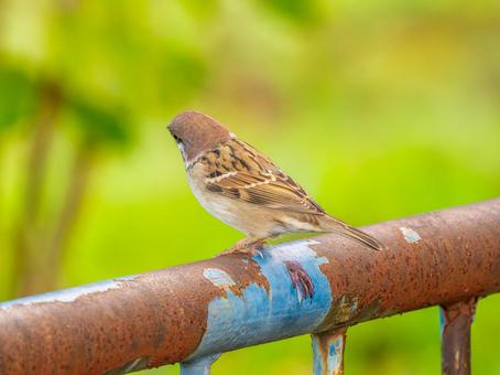 柵にとまるスズメ スズメ,雀,鳥の写真素材