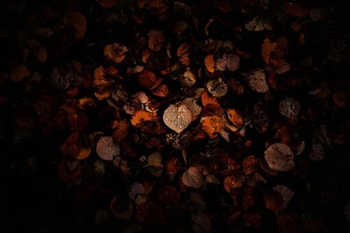 落葉の夜 落葉,枯葉,カツラの写真素材