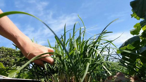 ニラ 群生,秋,ニラの写真素材