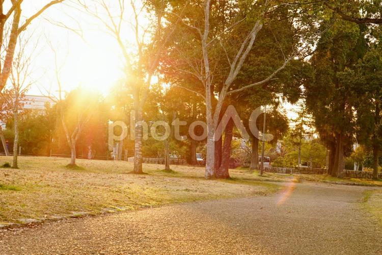夕暮れの公園 秋,春,夕暮れの写真素材