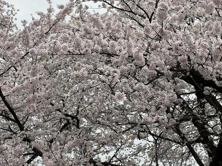 満開の桜 満開の桜の写真