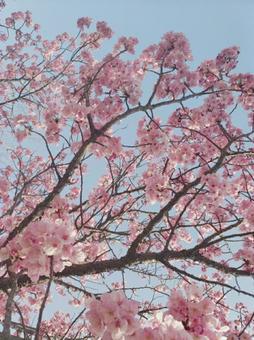 さくらと空の写真