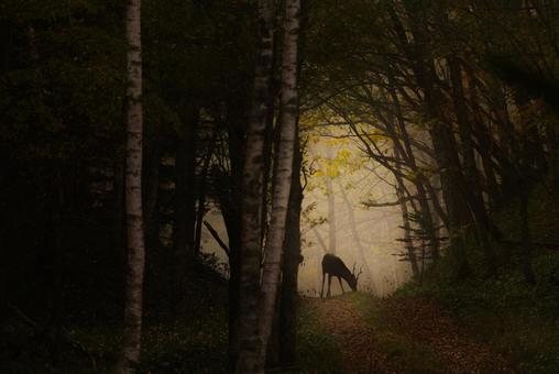 森の中で輝く美しい鹿 鹿,シカ,エゾシカの写真素材