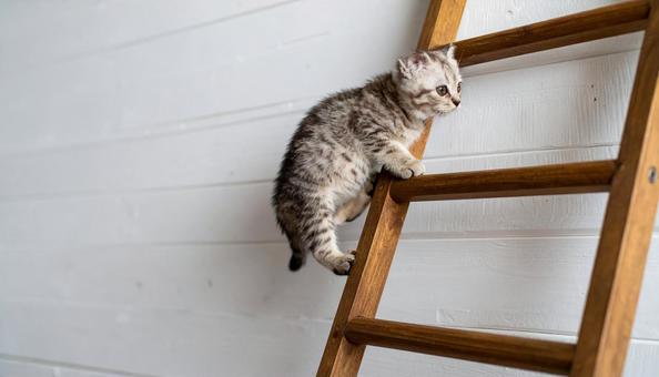 可愛い子猫、はしごに登る 可愛い子猫、はしごに登るの写真