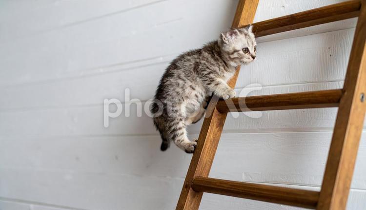 可愛い子猫、はしごに登る 子猫,猫,ペットの写真素材