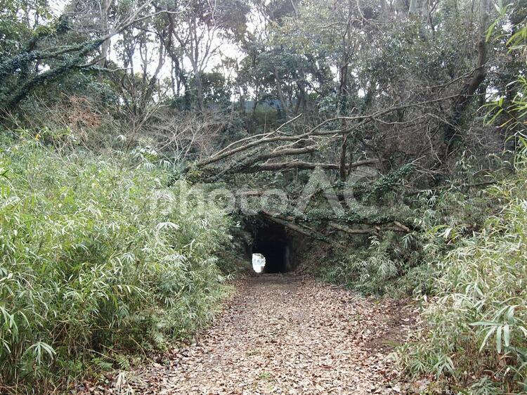 森の中の岩のトンネル トンネル,岩,森の写真素材