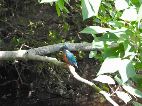 Kingfisher on a branch in the morning sun 3, JPG Kingfisher on a branch in the morning sun 3, JPG