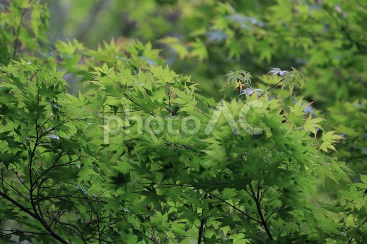 新緑のもみじ モミジ,新緑,若葉の写真素材