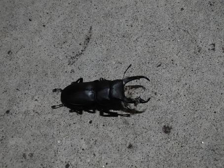コクワガタのオス コクワガタのオスの写真