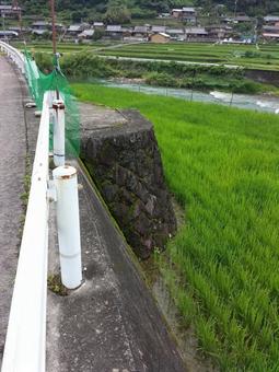 Embankment along rice fields and rural landscape, JPG Embankment along rice fields and rural landscape, JPG