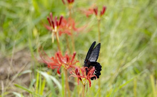 Red spider lilies and black swallowtails on the footpath, JPG