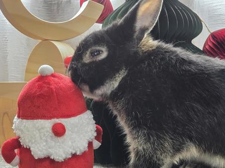 うさぎとクリスマスの飾り うさぎとクリスマスの飾り うさぎ,クリスマス,ウサギの写真素材