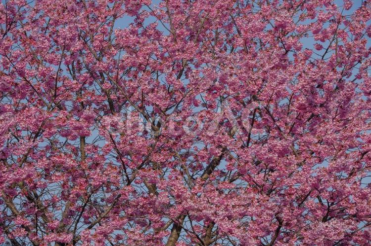 東京港区南青山2丁目の美しい桜の花 桜,満開,春の写真素材