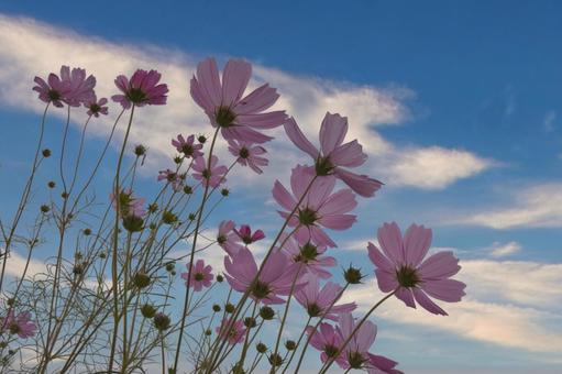 秋空とコスモスの花 秋空とコスモスの花の写真