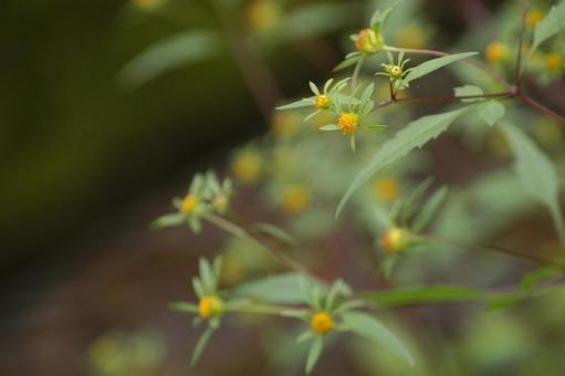 Photo, flower, devil&#39;s beetle, naturalized plants, 
