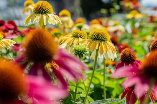 Echinacea flower field shining in the summer sunshine, JPG Echinacea flower field shining in the summer sunshine, JPG
