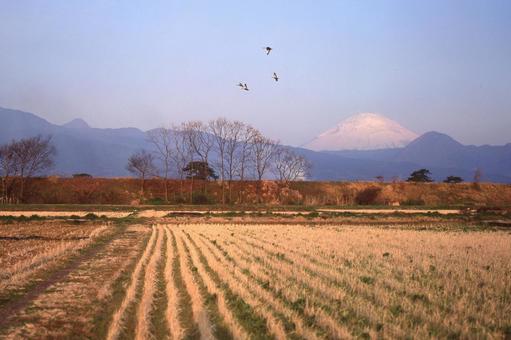田園風景に飛び立つサギの写真