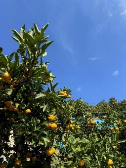 みかんと秋の空 木,イメージ,和歌山の写真素材
