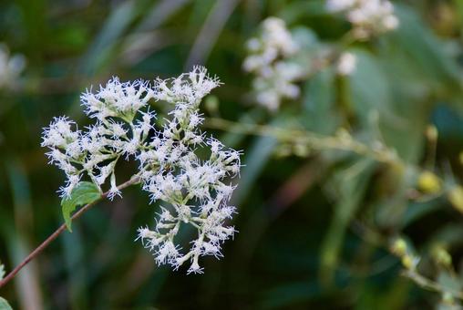 ヒヨドリバナの写真