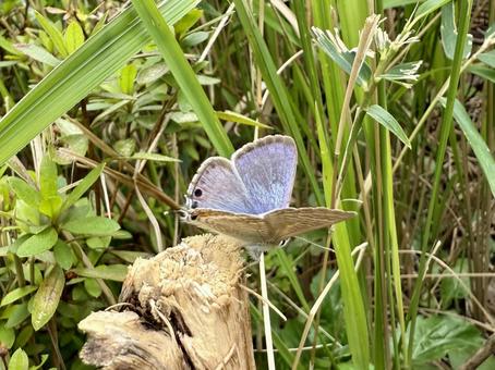 青い蝶 蝶,青い,昆虫の写真素材
