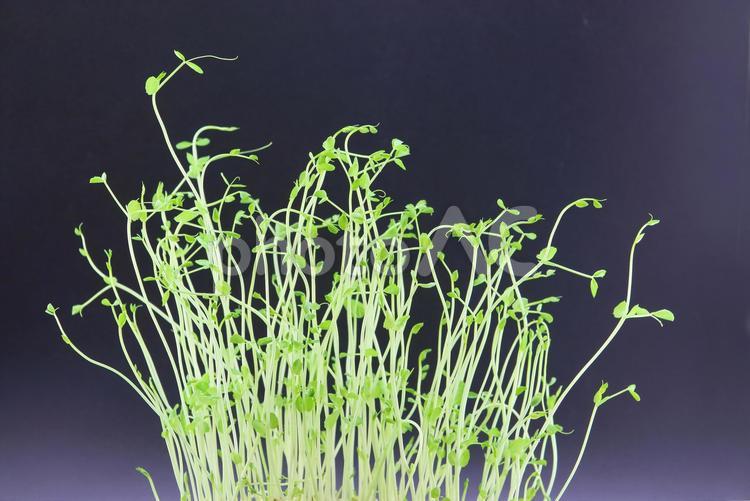 豆苗　かいわれ大根 豆苗,野菜,豆の写真素材