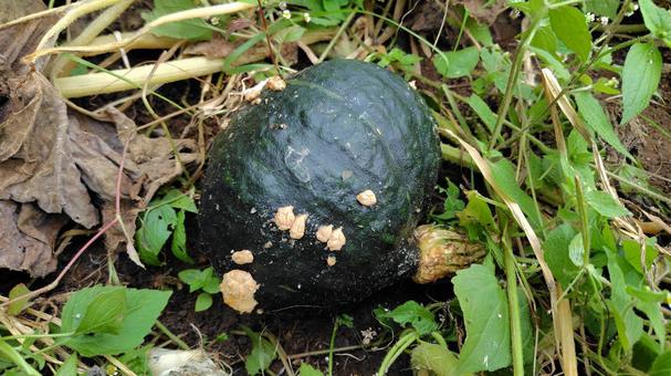 畑のかぼちゃ 畑のかぼちゃ 家庭菜園,かぼちゃ,野菜の写真素材
