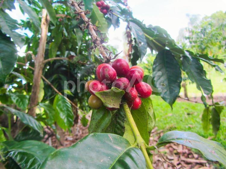コーヒーの実 植物,コーヒー,珈琲の写真素材